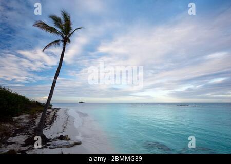 A palm tree on Jabberwock Beach in Antigua. Stock Photo