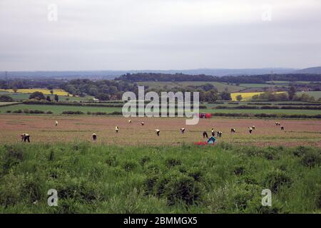 Farm labourers picking Asparagus near Stourbridge, West midlands, England, UK. Stock Photo