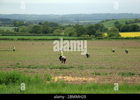 Farm labourers picking Asparagus near Stourbridge, West midlands, England, UK. Stock Photo