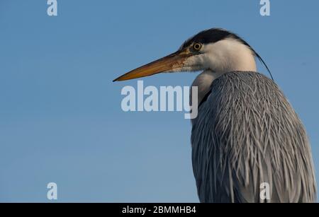 Berlin, Germany. 08th May, 2020. A heron (Ardeidae) is sitting on a railing of a bridge not far from the television tower. Credit: Paul Zinken/dpa-Zentralbild/ZB/dpa/Alamy Live News Stock Photo
