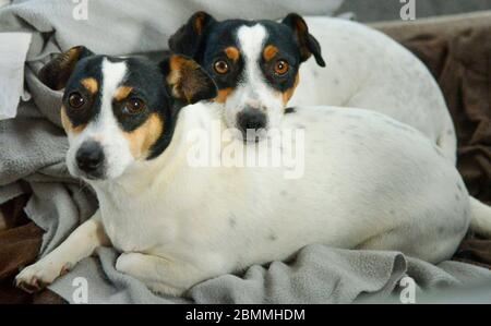 Two Jack Russel Dogs Black and White Very Cute Cuddling on Blanket Stock Photo