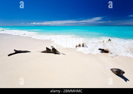 Perfect caribbean beach with some driftwood and deep blue sky in Antigua. Stock Photo