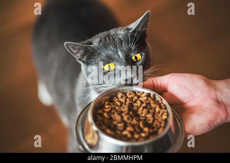 A grey domestic hungry cat with yellow eyes looks at a bowl of food held in the hand of a man. Pet feeding. Stock Photo