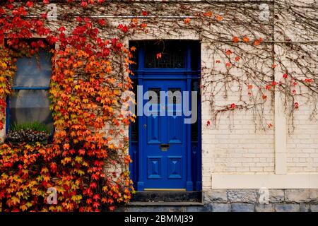 Victorian Era House with Blue Door and Window, Bluestone Step and Red and Yellow Autumn Fall Leaves Vine on White Wall Stock Photo