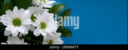 Bouquet of daisies close-up on a blue background. Flat lay banner Stock Photo