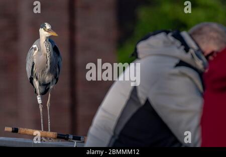 Berlin, Germany. 08th May, 2020. A heron (Ardeidae) on a railing of a bridge watching anglers. Credit: Paul Zinken/dpa-Zentralbild/ZB/dpa/Alamy Live News Stock Photo