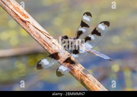 Male Twelve-Spotted Skimmer dragonfly resting on branch Stock Photo