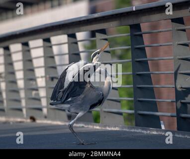 Berlin, Germany. 08th May, 2020. A heron (Ardeidae) spreads its wings on a bridge. Credit: Paul Zinken/dpa-Zentralbild/ZB/dpa/Alamy Live News Stock Photo