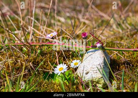 Daisies or bellis perennis growing next to plastic waste on a covered landfill in Bad Iburg in northwest Germany. Stock Photo