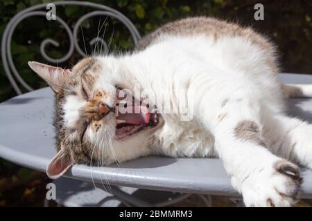 Lying down tabby cat yawning in a garden Stock Photo