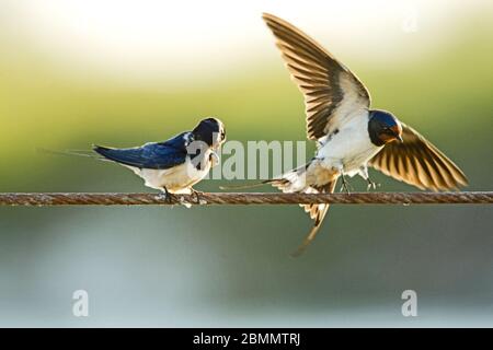 Barn swallows (Hirundo rustica) perched on a wire. Swallows are seasonal visitors to the northern hemisphere, migrating long distances south in the wi Stock Photo