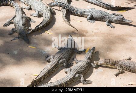 Group Of Many Crocodiles Are Basking In The Concrete Pond