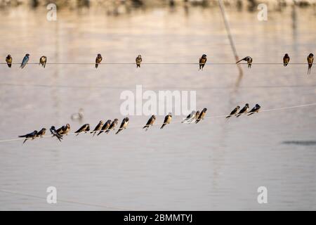 Barn swallows (Hirundo rustica) perched on a wire. Swallows are seasonal visitors to the northern hemisphere, migrating long distances south in the wi Stock Photo