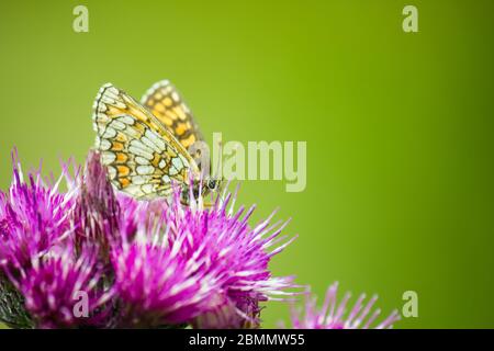 Colorful macro of a Heath fritillary butterfly (Melitaea athalia) sitting on a thistle flower with green blurred background Stock Photo