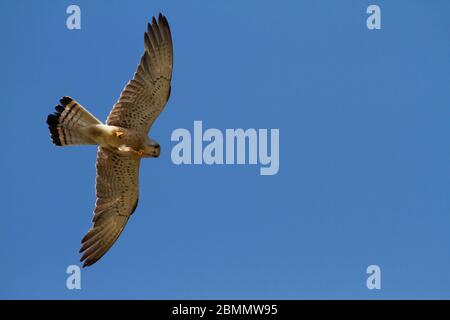 Common kestrel (Falco tinnunculus) in flight with a blue sky background . This bird of prey is a member of the falcon (Falconidae) family. It is wides Stock Photo