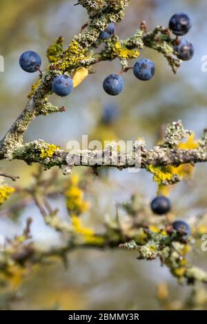 Sloe berries on blackthorn tree (Prunus spinosa) Stock Photo