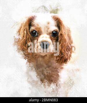 Mixed media portrait of Cavalie King Charles Spaniel. Adult dog in Blenheim tan and white colours. Stock Photo