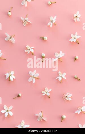 Flat lay of wild cherry buds and single flowers on pastel pink background. Spring time and blossom. Stock Photo