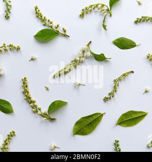 Flat lay of bird cherry twigs with young green leaves, flowers, inflorescences-brushes on light blue background. Spring time Stock Photo