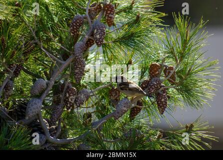 Eurasian House Sparrow ( Passer domesticus ) on a pine tree Attica Greece Stock Photo