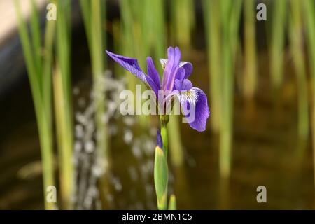 blue flag or iris versicolor flowers in the spring sun Stock Photo