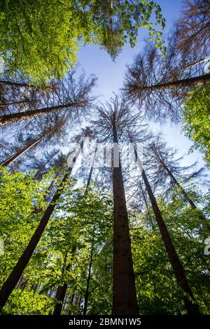 Hinterhermsdorf, Germany. 07th May, 2020. Several dead spruces stand in the forest of Waldhusche near Hinterhermsdorf near the Saxon Sebnitz. The bark beetle destroys the many thousands of spruces in this area. Credit: Daniel Schäfer/dpa-Zentralbild/ZB/dpa/Alamy Live News Stock Photo