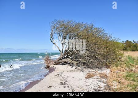 Dead tree on the beach at Darss National Park, Germany Stock Photo