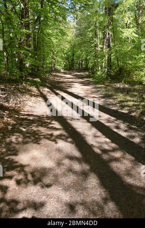 Shadows of three trees on a path in the woods at Darss National Park, Germany Stock Photo