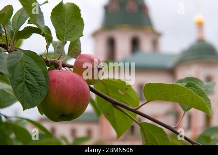 Apples in the monastery garden on the background of the cathedral Stock Photo