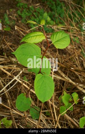 Japanese knotweed fallopia japonica growing in the UK.