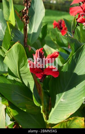 Canna indica red flower close up Stock Photo