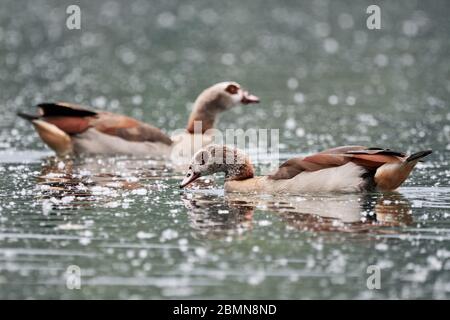 Two Egyptian geese (Alopochen aegyptiaca) swimming in a lake with pollen on the water surface Stock Photo