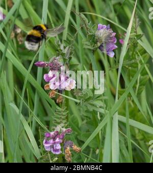 Magheralin, County Armagh, Northern Ireland. 10 May 2020. UK weather - cooler and breezy in the north-easterly wind but a very pelasant spring day nonetheless. A bumblebee flying towards vetch in search of nectar. Credit: CAZIMB/Alamy Live News. Stock Photo