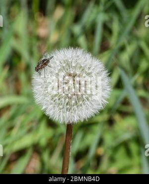 Magheralin, County Armagh, Northern Ireland. 10 May 2020. UK weather - cooler and breezy in the north-easterly wind but a very pelasant spring day nonetheless. Fly on a dandelion clock out of the brezze. Credit: CAZIMB/Alamy Live News. Stock Photo