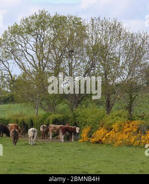 Magheralin, County Armagh, Northern Ireland. 10 May 2020. UK weather - cooler and breezy in the north-easterly wind but a very pleasant spring day nonetheless. Brown and white heifers beside gorse bushes in the spring countryside. Credit: CAZIMB/Alamy Live News. Stock Photo