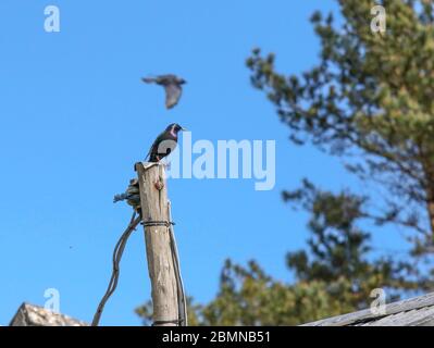 Magheralin, County Armagh, Northern Ireland. 10 May 2020. UK weather - cooler and breezy in the north-easterly wind but a very pelasant spring day nonetheless. Bright blue spring sky with a swallow perching on a wooden post, part of a farm out-building. Credit: CAZIMB/Alamy Live News. Stock Photo