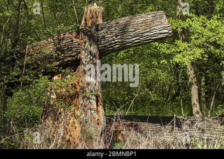 Broken huge tree damaged by lightning and knocked down on the road. Stock Photo