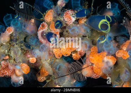 A variety of colorful tunicates, hydroids, sponges, and other marine invertebrates compete for space to grow on a coral reef in Raja Ampat, Indonesia. Stock Photo