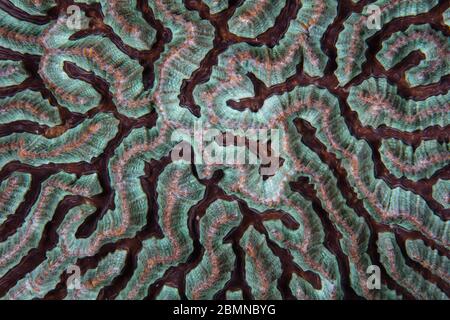 Detail of a colorful reef-building coral colony growing on a coral reef in Indonesia. Corals thrive in the Indo-Pacific region. Stock Photo