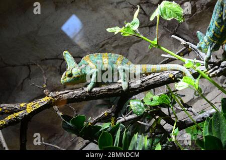 Veiled chameleon (Chamaeleo calyptratus), also known as the Yemen chameleon. Wildlife animal Stock Photo