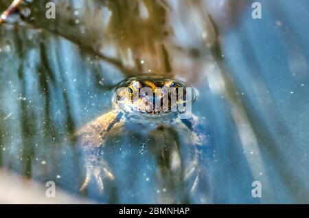 Coming up for air, a frog peering out of a pond, Burbage, Wiltshire, UK Stock Photo