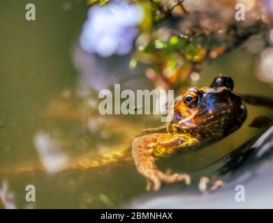 Coming up for air, a frog peering out of a pond, Burbage, Wiltshire, UK Stock Photo