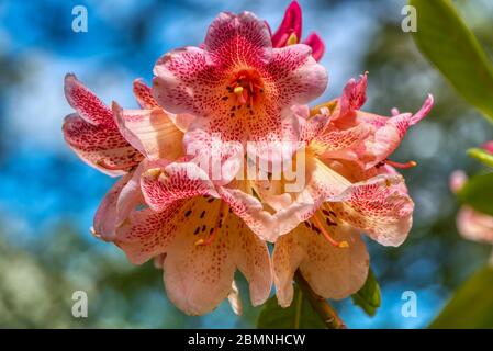 Red-pink Rhododenron, Burbage, Wiltshire, UK Stock Photo