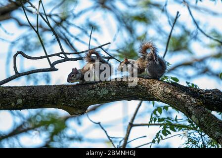 Pair of grey squirrels of a tree branch, Upper Wield, Hamp[hire, UK Stock Photo