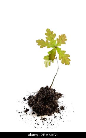 Oak tree  sprout in soil isolated on white background Stock Photo