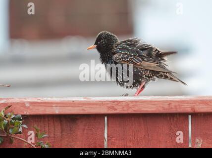A young Starling, Sturnus vulgaris, with plumped up feathers after taking a bath perched outdoors on a brown fence top in an urban garden. Stock Photo