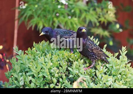 A pair of foraging Starlings, Strunus vulgaris, perched on top of green topiary hedging looking for food in an urban outdoor garden. Stock Photo