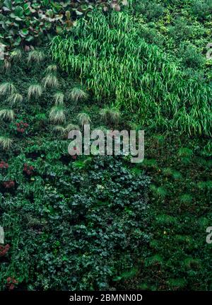 Green wall of different deciduous plants in the interior decoration. Beautiful vivid green leaf wallpaper and environment scene. Vertical card Stock Photo