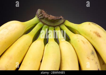 Brightly lit dozen ripe yellow bananas standing upright bound together still by their appendix. Studio low key food still life against a dark back Stock Photo