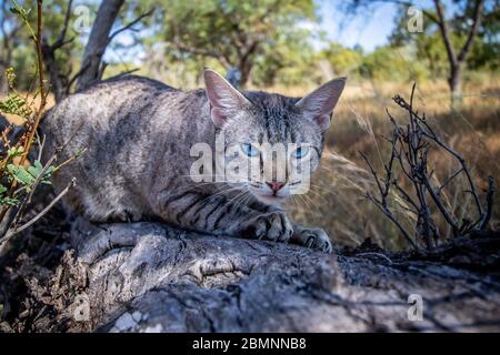 Blue-eyed cat scratching a tree in Africa. Stock Photo